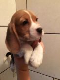 Beagle Filhotes Machos e Fêmeas