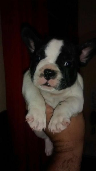 Bulldog Françes Filhotes Machos e Fêmeas