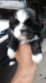 Filhotes de Lhasa Apso Machos e Fêmeas