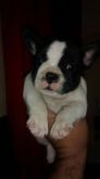 Bulldog Françes Filhotes Machos e Fêmeas